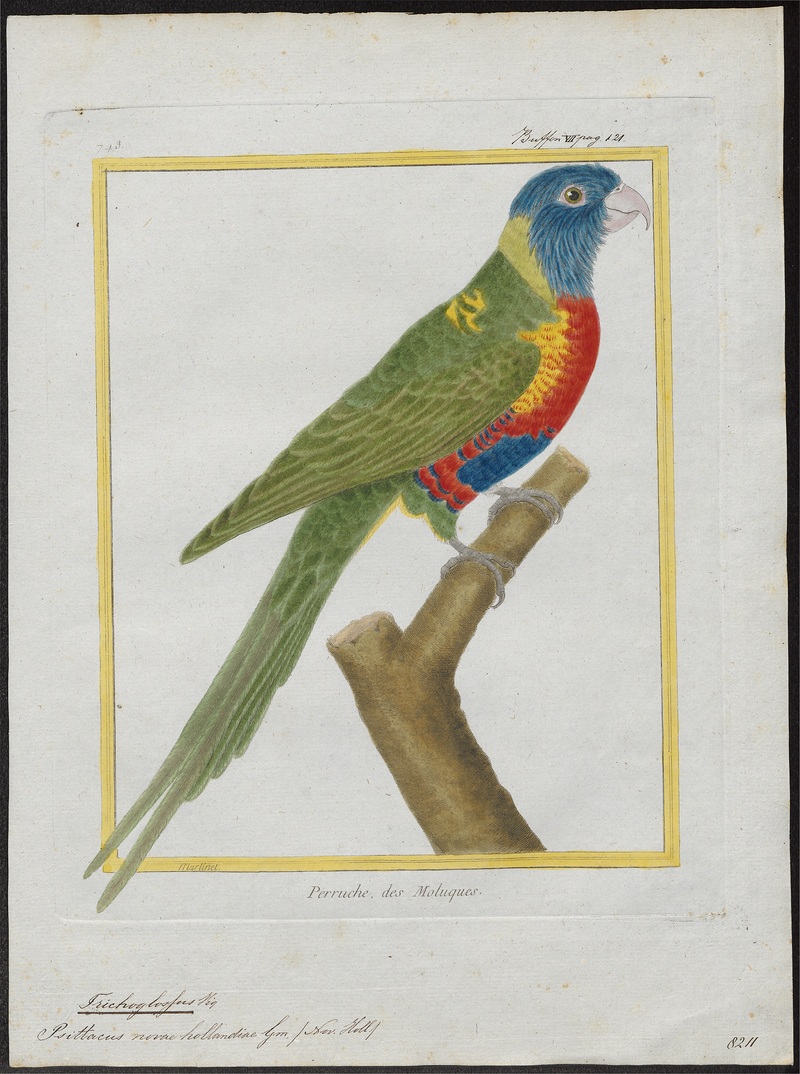 Trichoglossus novae hollandiae - 1700-1880 - Print - Iconographia Zoologica - Special Collections University of Amsterdam - UBA01 IZ18500213.jpg