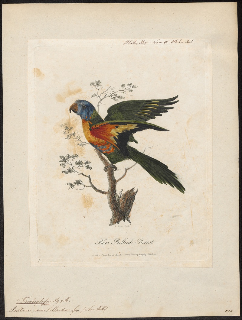 Trichoglossus novae hollandiae - 1789 - Print - Iconographia Zoologica - Special Collections University of Amsterdam - UBA01 IZ18500209.jpg