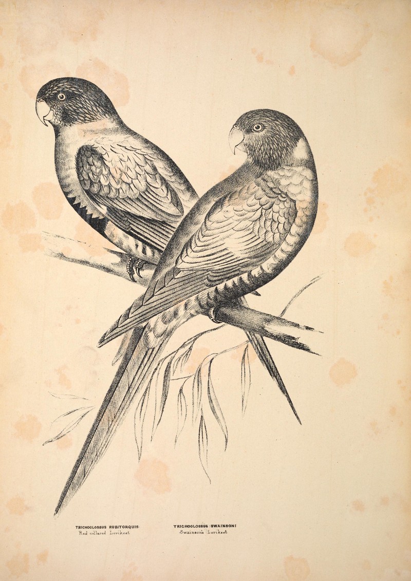 Companion to Gould's Handbook; or, Synopsis of the birds of Australia (Plate 55) (6797542114).jpg