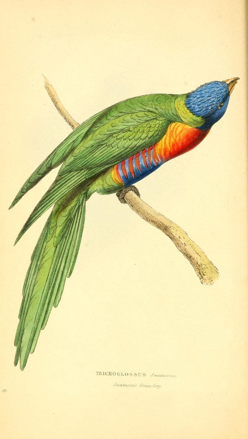 Zoological illustrations, or, Original figures and descriptions of new, rare, or interesting animals, selected chiefly from the classes of ornithology, entomology, and conchology, and arranged (10154431873).jpg