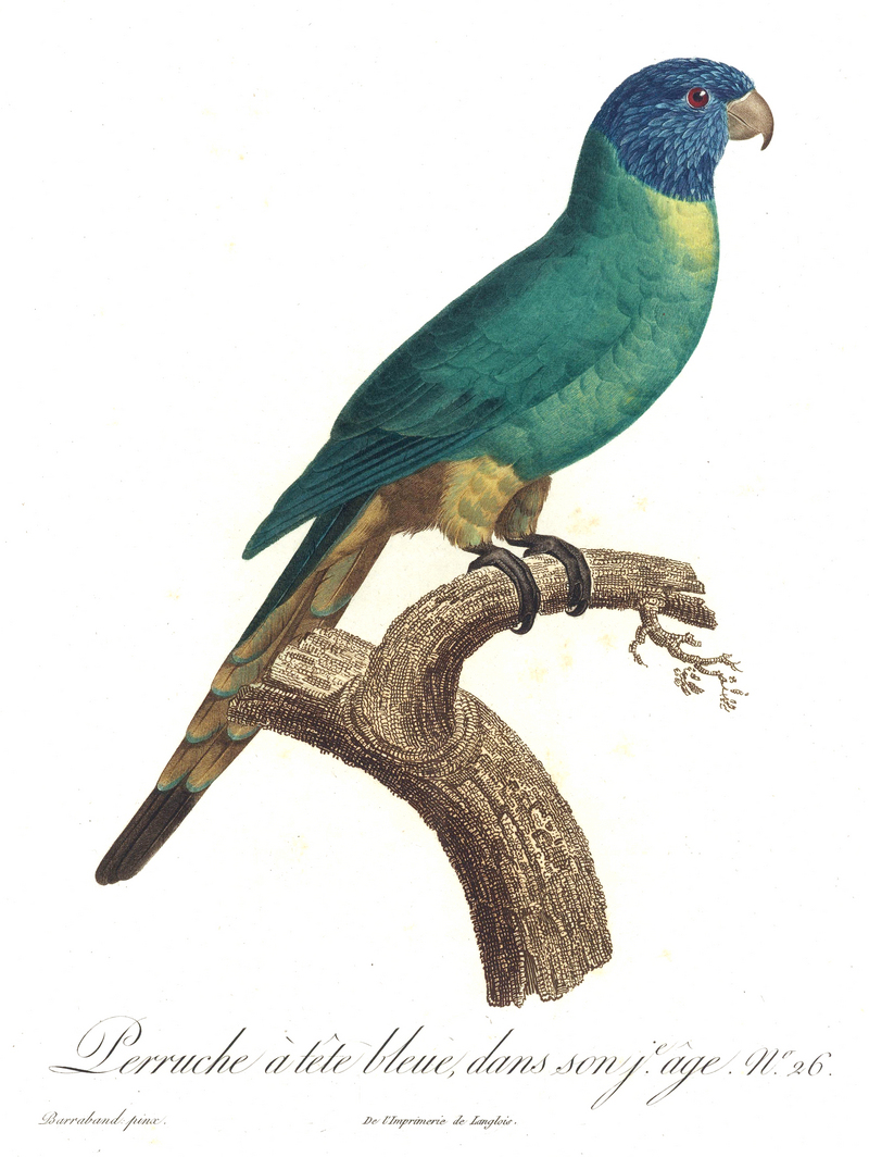 Levaillant Parrot 26.jpg