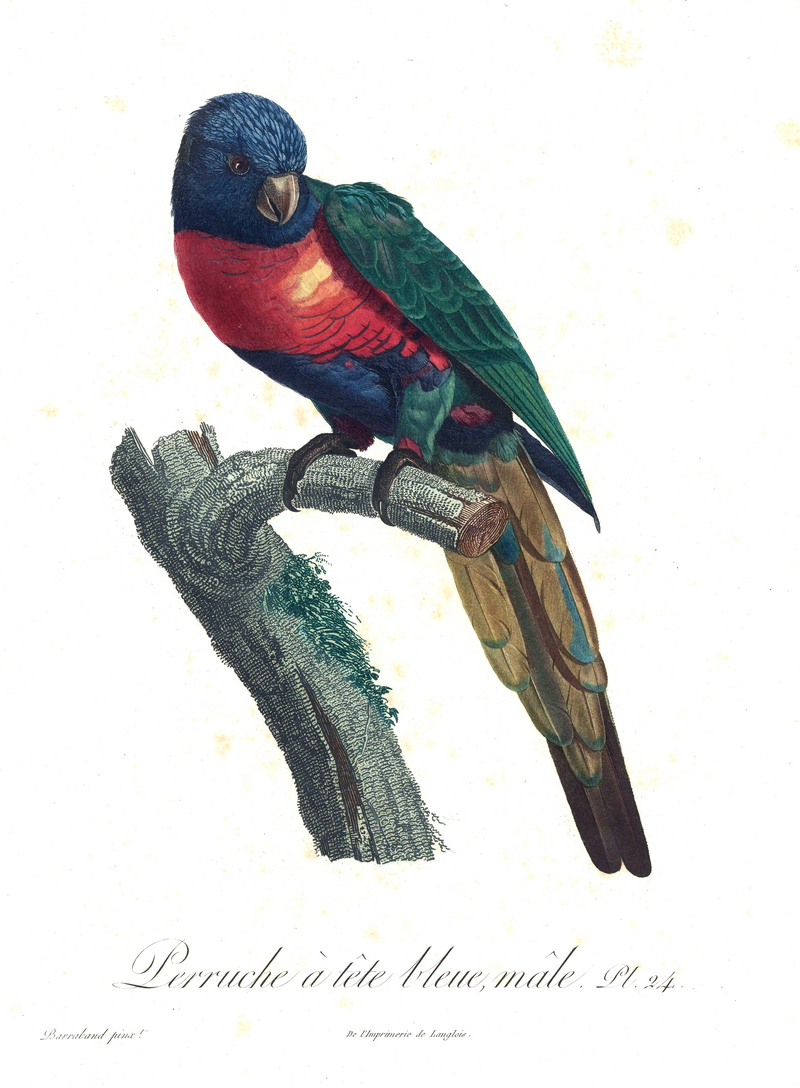 Levaillant Parrot 24.jpg