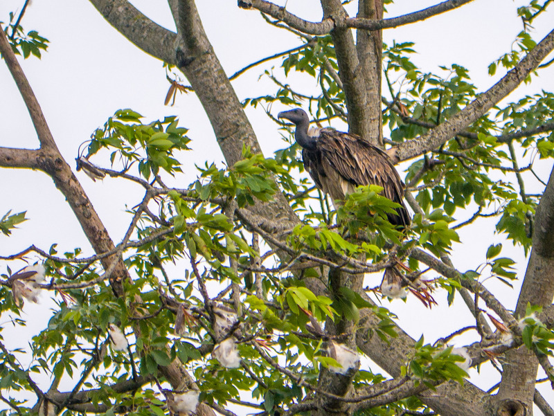 Slender-billed Vulture - slender-billed vulture (Gyps tenuirostris).jpg