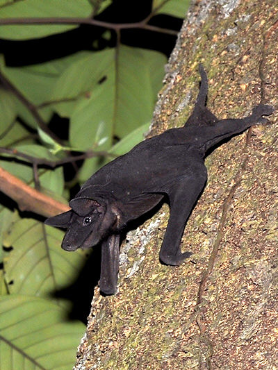 Naked-bulldog-bat-2 LTM - hairless bat (Cheiromeles torquatus).jpg