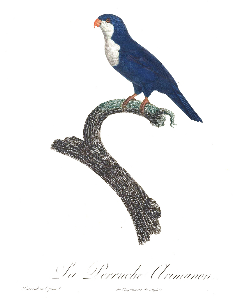 Levaillant Parrot 65.jpg