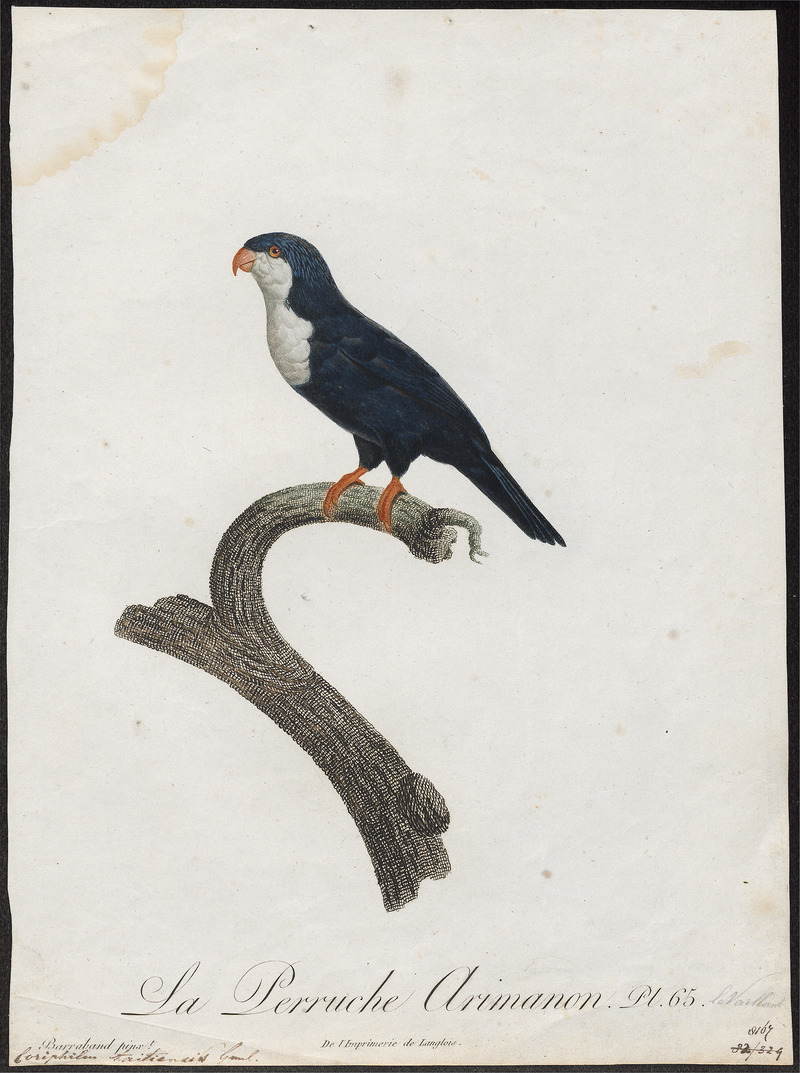 Coriphilus taitianus - 1796-1808 - Print - Iconographia Zoologica - Special Collections University of Amsterdam - UBA01 IZ18500268.jpg