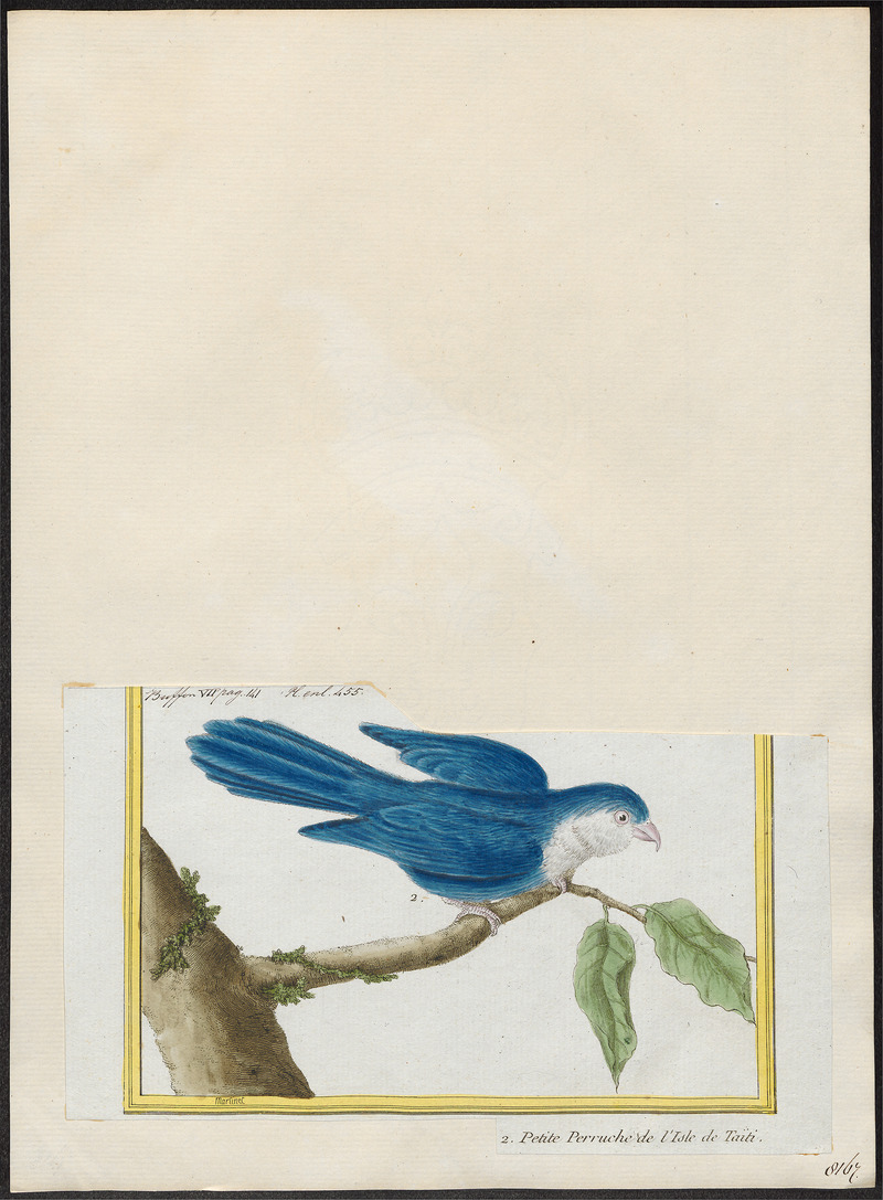 Coriphilus taitianus - 1700-1880 - Print - Iconographia Zoologica - Special Collections University of Amsterdam - UBA01 IZ18500270.jpg
