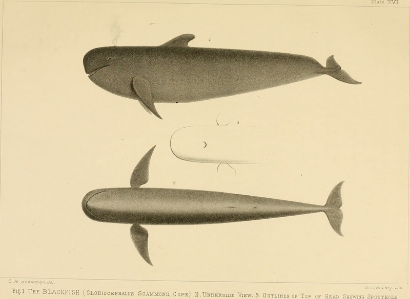 The marine mammals of the north-western coast of North America, described and illustrated; together with an account of the American whale-fishery (1874) (14782478294).jpg