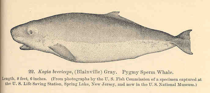 FMIB 34085 Kogia breviceps, (Blainville) Gray Pygmy Sperm Whale.jpeg