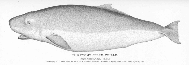 FMIB 50832 Pygmy Sperm Whale.jpeg