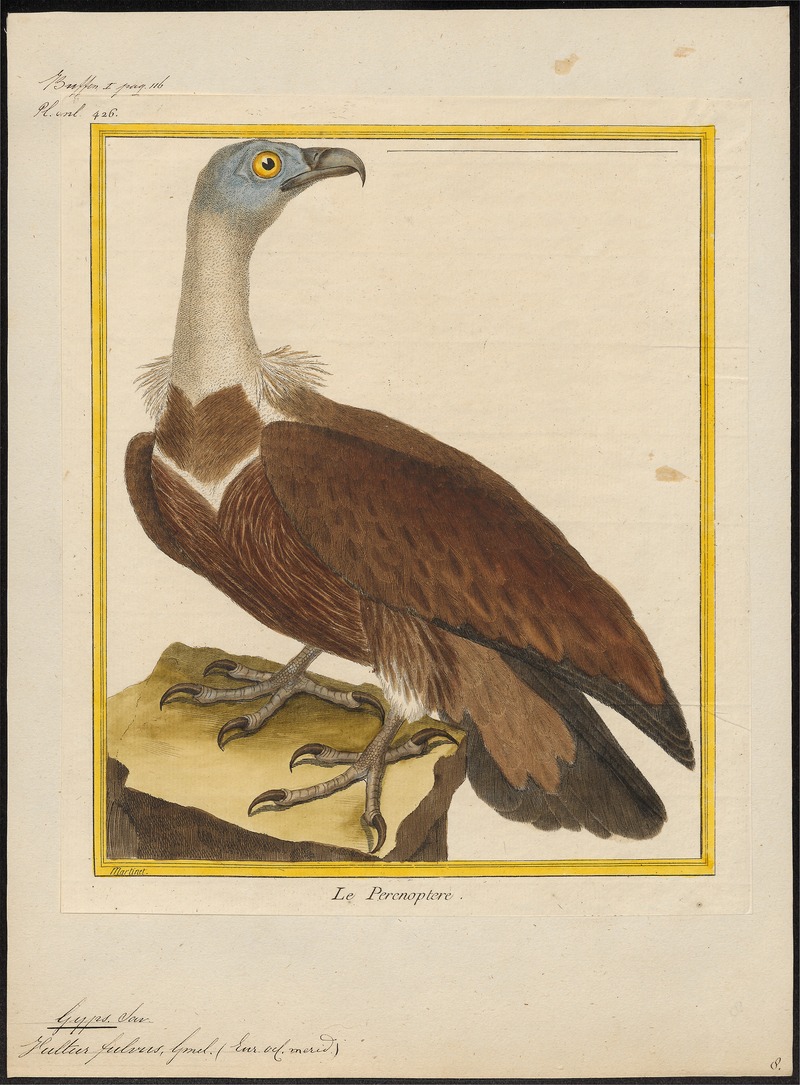 Gyps fulvus - 1700-1880 - Print - Iconographia Zoologica - Special Collections University of Amsterdam - UBA01 IZ18100061.jpg