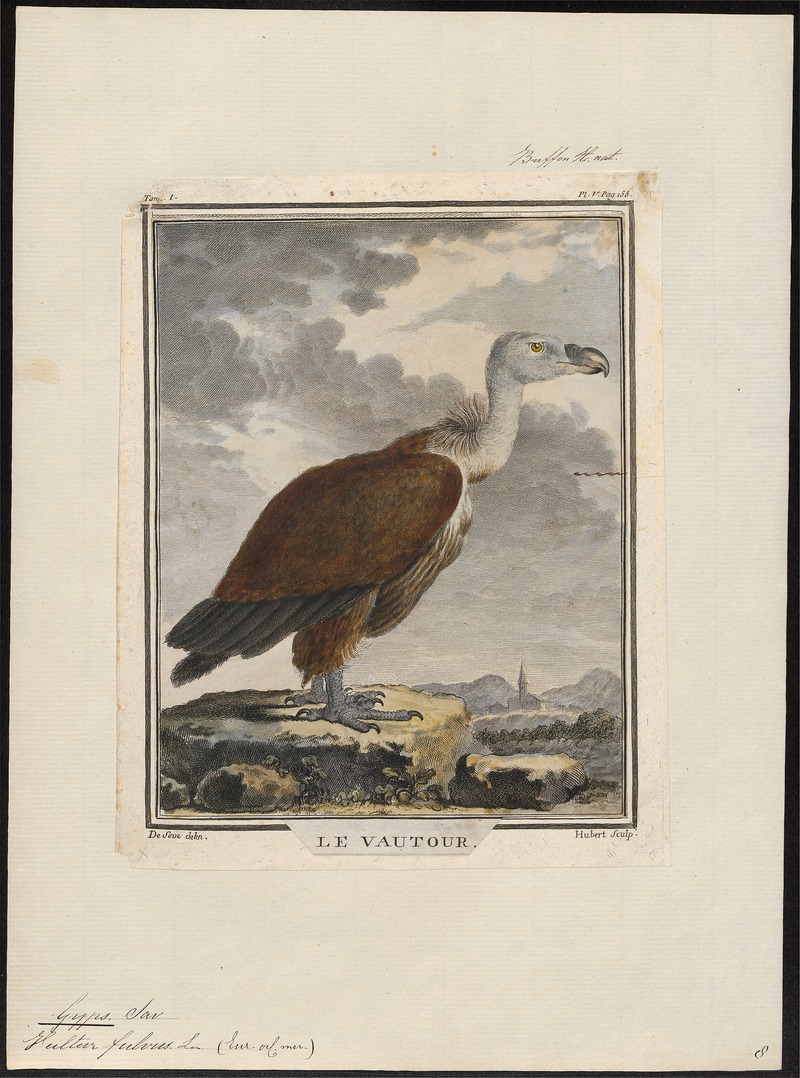 Gyps fulvus - 1700-1880 - Print - Iconographia Zoologica - Special Collections University of Amsterdam - UBA01 IZ18100065.jpg