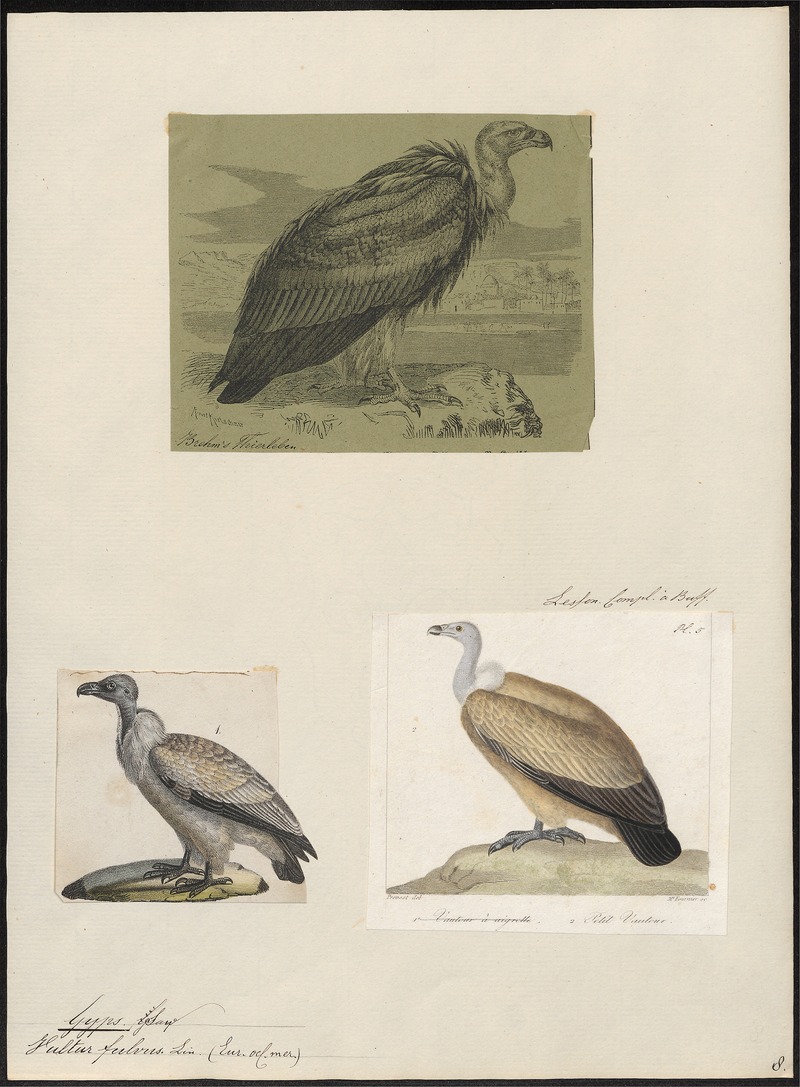 Gyps fulvus - 1700-1880 - Print - Iconographia Zoologica - Special Collections University of Amsterdam - UBA01 IZ18100071.jpg