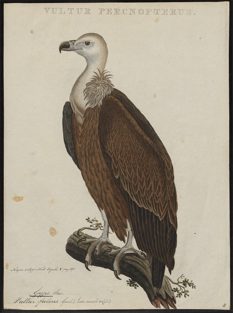 Gyps fulvus - 1770-1829 - Print - Iconographia Zoologica - Special Collections University of Amsterdam - UBA01 IZ18100075.jpg