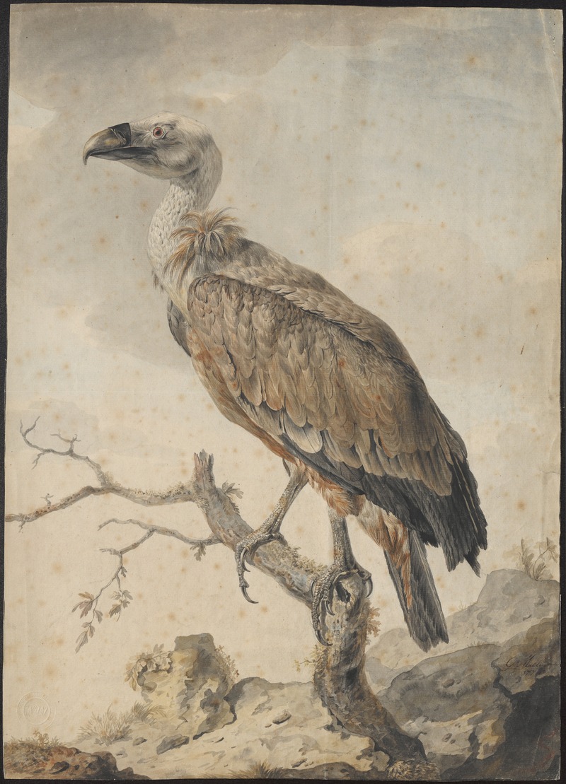 Gyps fulvus - 1776 - Print - Iconographia Zoologica - Special Collections University of Amsterdam - UBA01 IZAA100092.jpg