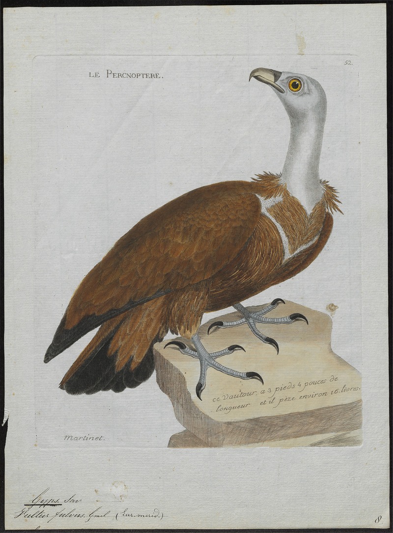 Gyps fulvus - 1790-1796 - Print - Iconographia Zoologica - Special Collections University of Amsterdam - UBA01 IZ18100063.jpg