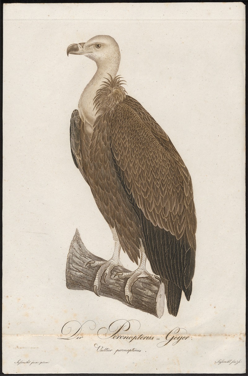 Gyps fulvus - 1800-1812 - Print - Iconographia Zoologica - Special Collections University of Amsterdam - UBA01 IZ18100077.jpg