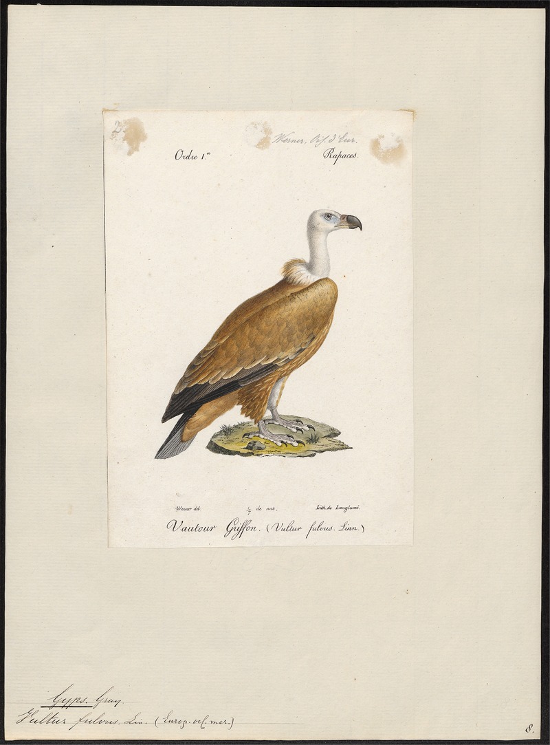 Gyps fulvus - 1842-1848 - Print - Iconographia Zoologica - Special Collections University of Amsterdam - UBA01 IZ18100067.jpg
