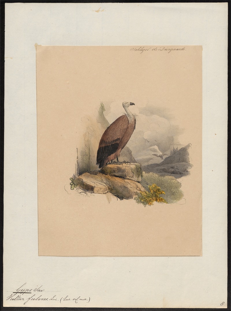 Gyps fulvus - 1842-1849 - Print - Iconographia Zoologica - Special Collections University of Amsterdam - UBA01 IZ18100069.jpg