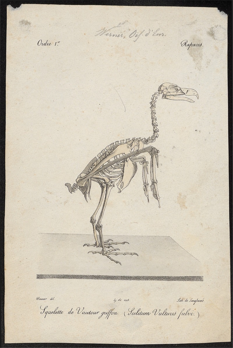 Gyps fulvus - skelet - 1842-1848 - Print - Iconographia Zoologica - Special Collections University of Amsterdam - UBA01 IZ18100073.jpg