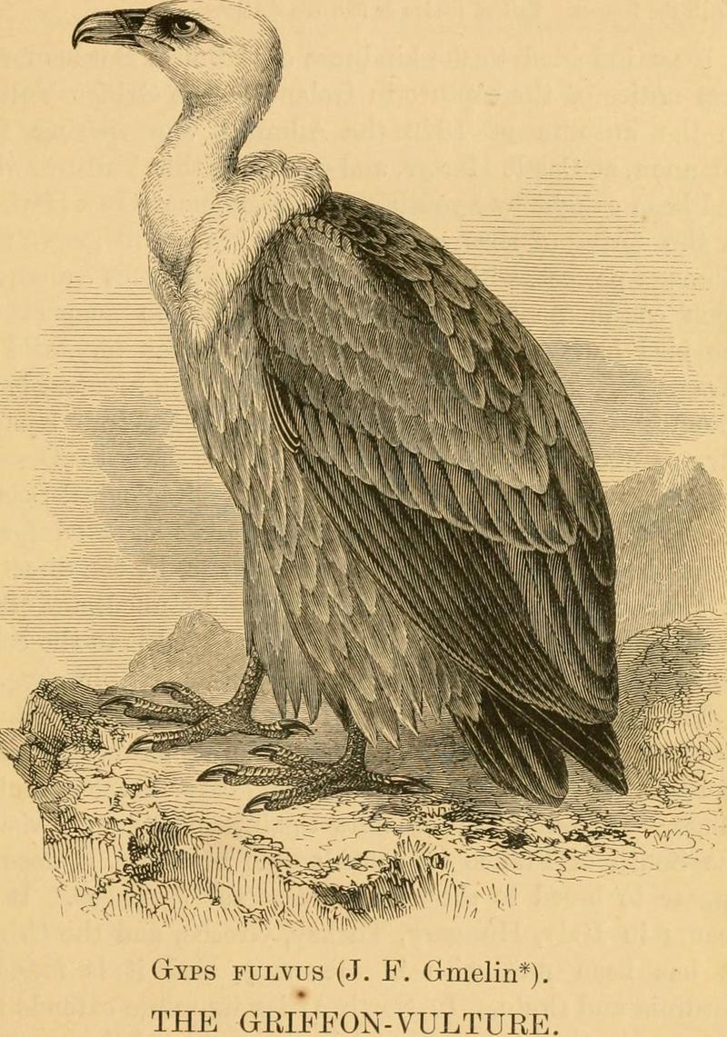 A history of British birds (1871) (14563441318).jpg