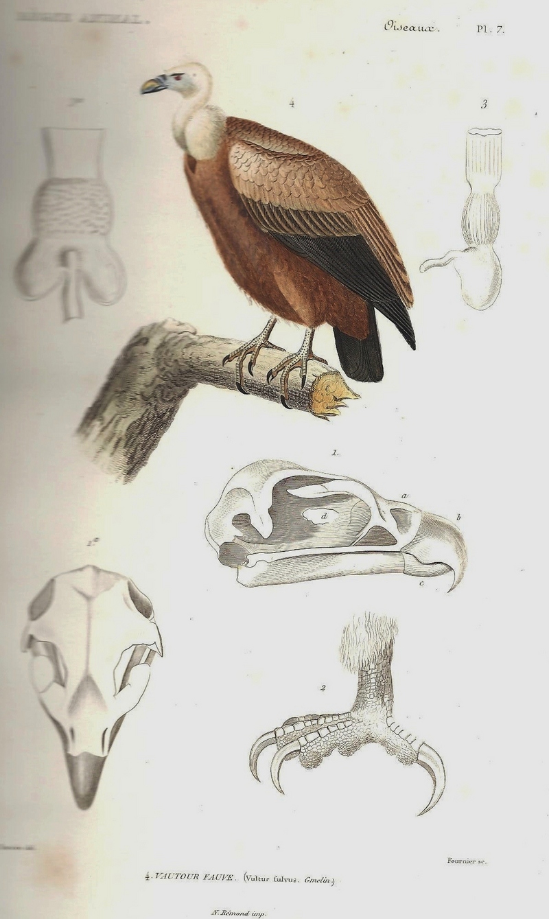 Cuvier-Vautour fauve (Gyps fulvus).jpg