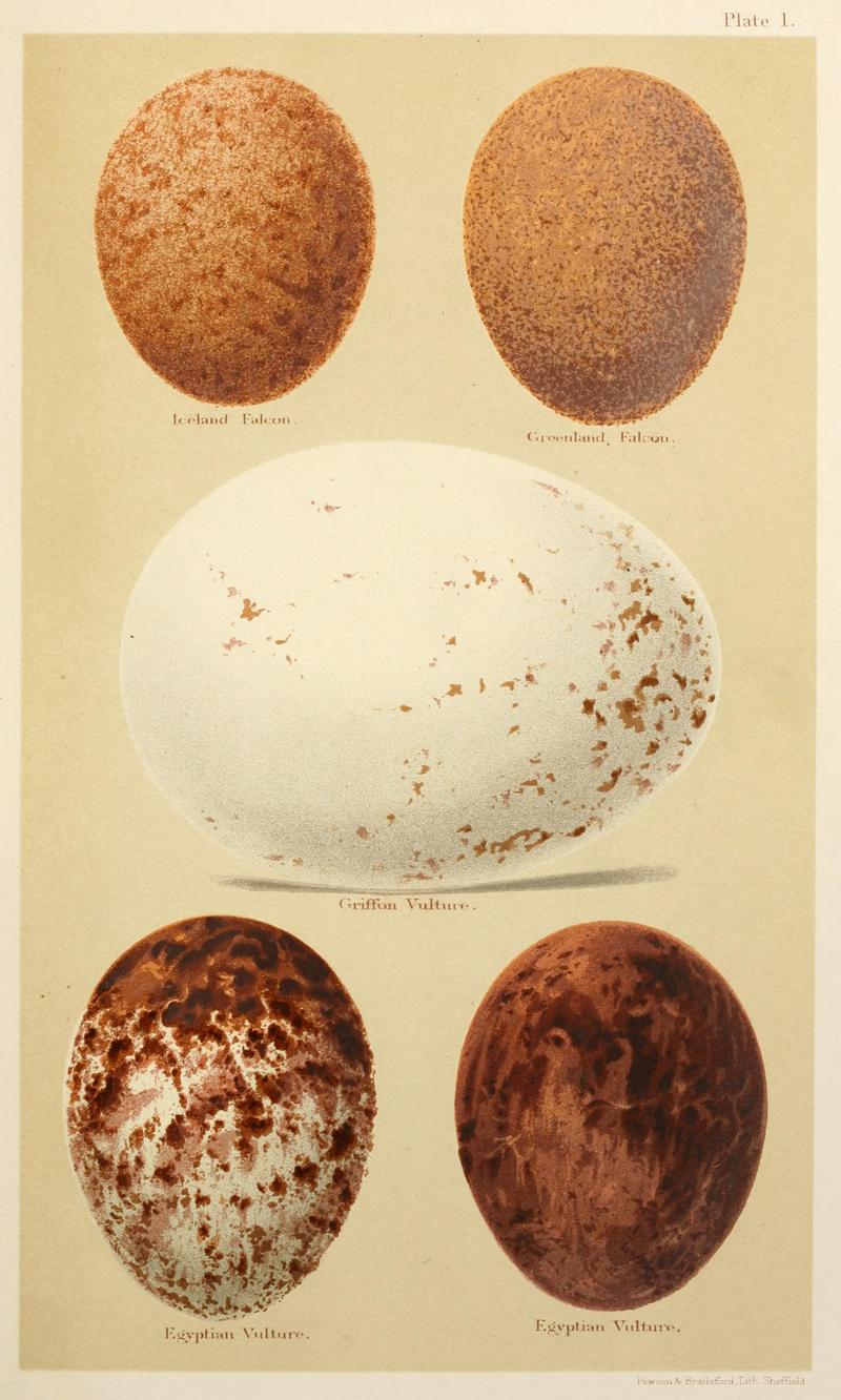 Eggs of British Birds Seebohm 1896 Plate1.jpg