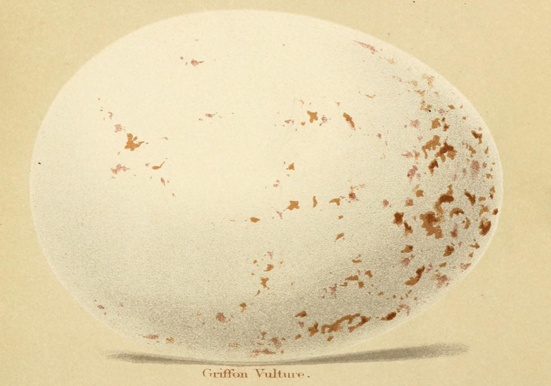 Gyps fulvus egg Seebohm 1896 Plate1.jpg