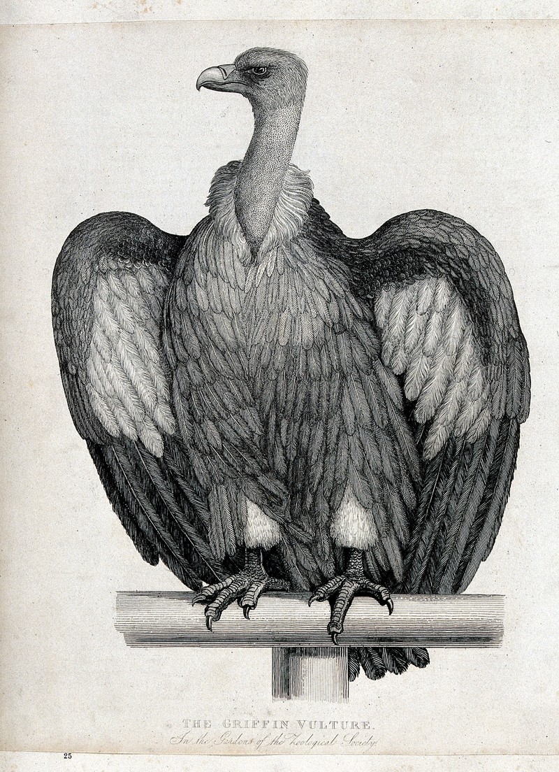 Zoological Society of London; a Griffin vulture. Etching. Wellcome V0023149.jpg