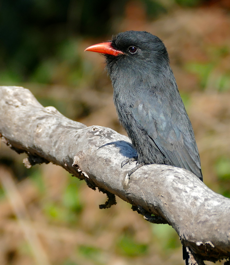 Black-fronted Nunbird (Monasa nigrifrons) (30705340434).jpg