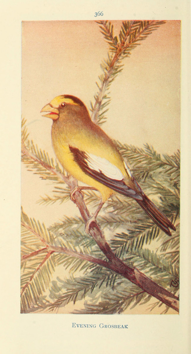 Field book of wild birds and their music (6260101123).jpg