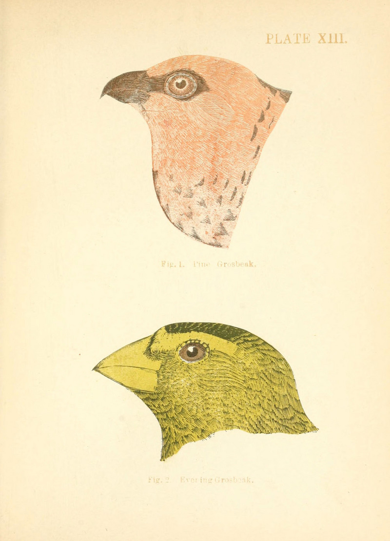 Handbook of the sparrows, finches, etc., of New England (Plate XIII) (6353320583).jpg