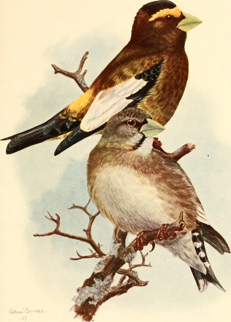 The birds of Washington - a complete, scientific and popular account of the 372 species of birds found in the state (1909) (14562296519).jpg