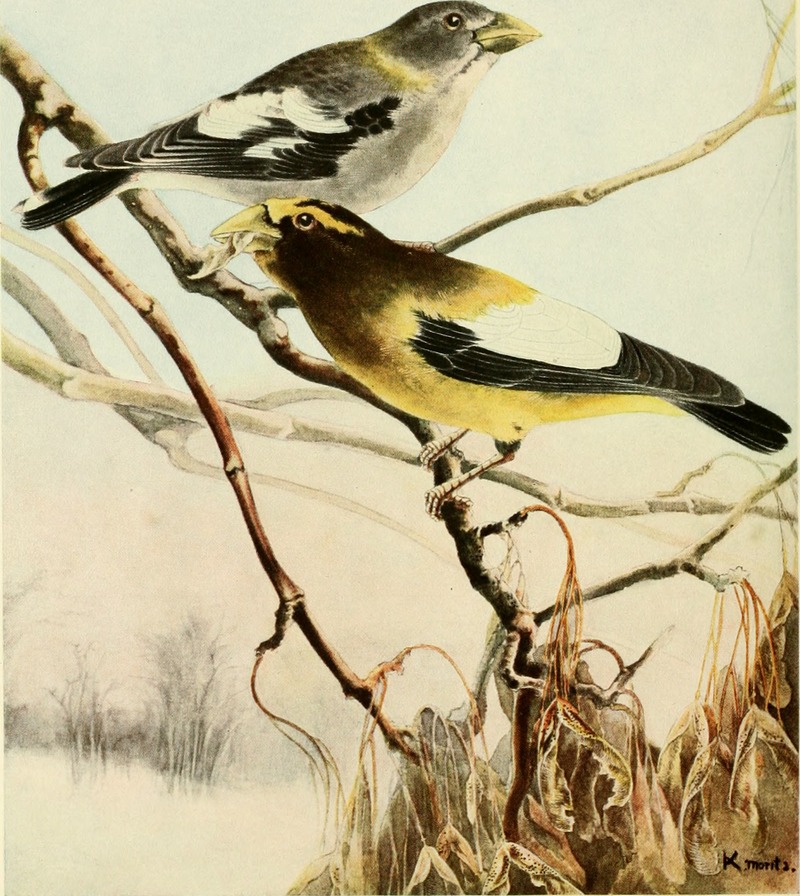 The winter bird-life of Minnesota; being an annotated list of birds that have been found within the state of Minnesota during the winter months (1916) (14727077886).jpg