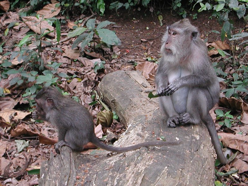 Macaques in Ubud Monkey Forest-mother and child.jpeg