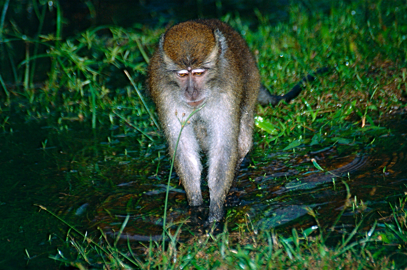 Long-tailed Macaque (Macaca fascicularis) (14150249012) - crab-eating macaque (Macaca fascicularis).jpg
