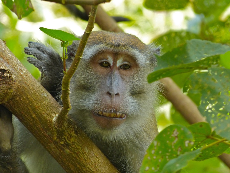 Long-tailed Macaque (Macaca fascicularis) (8217712282).jpg