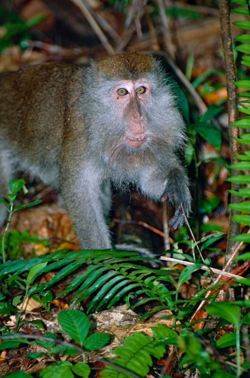 Long-tailed Macaque (Macaca fascicularis) (13952334518).jpg