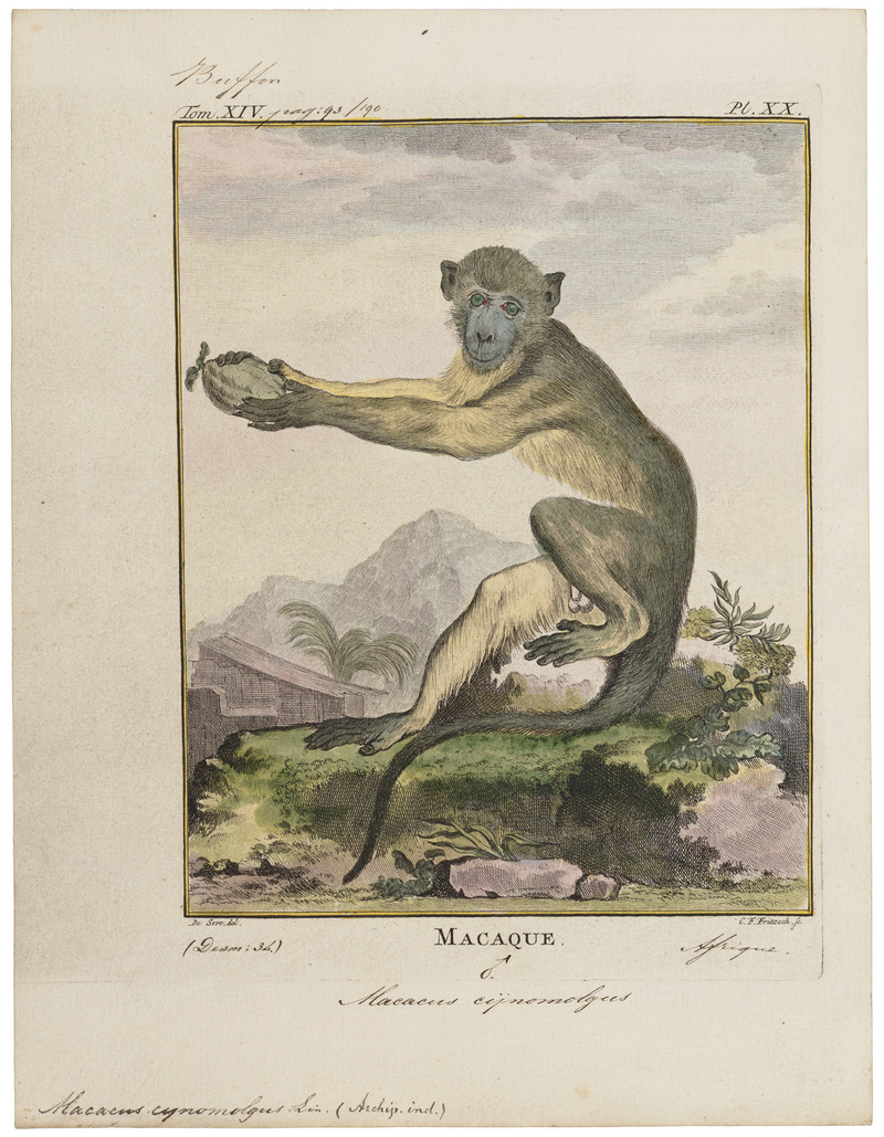 Macacus cynomolgus - 1700-1880 - Print - Iconographia Zoologica - Special Collections University of Amsterdam - UBA01 IZ20000009.jpg