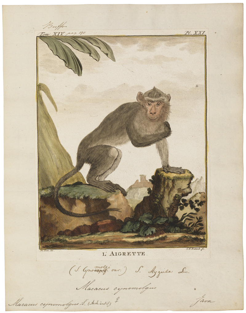 Macacus cynomolgus - 1700-1880 - Print - Iconographia Zoologica - Special Collections University of Amsterdam - UBA01 IZ20000011.jpg