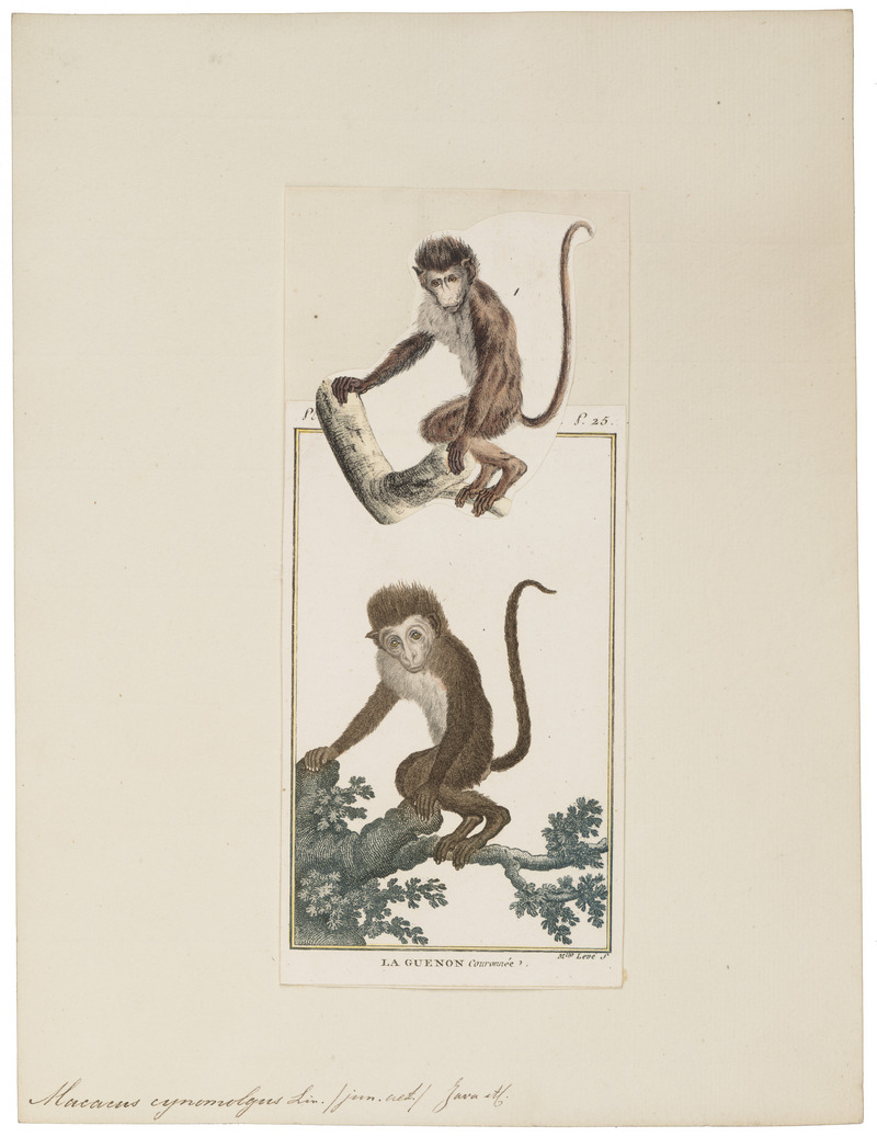 Macacus cynomolgus - 1798-1803 - Print - Iconographia Zoologica - Special Collections University of Amsterdam - UBA01 IZ20000015.jpg
