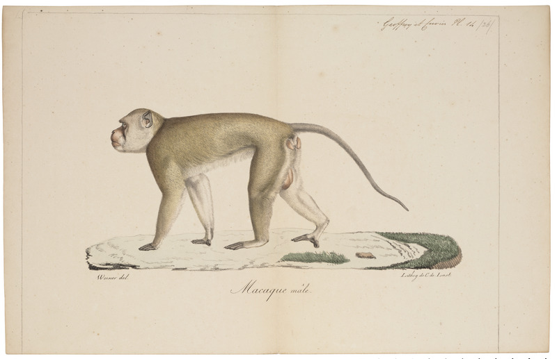 Macacus cynomolgus - 1818-1842 - Print - Iconographia Zoologica - Special Collections University of Amsterdam - UBA01 IZ20000001.jpg