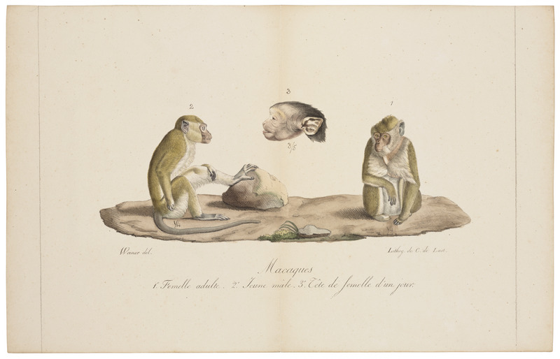 Macacus cynomolgus - 1818-1842 - Print - Iconographia Zoologica - Special Collections University of Amsterdam - UBA01 IZ20000003.jpg