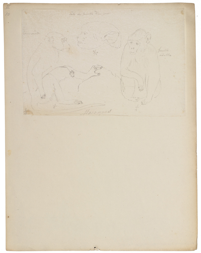 Macacus cynomolgus - 1818-1842 - Print - Iconographia Zoologica - Special Collections University of Amsterdam - UBA01 IZ20000005.jpg