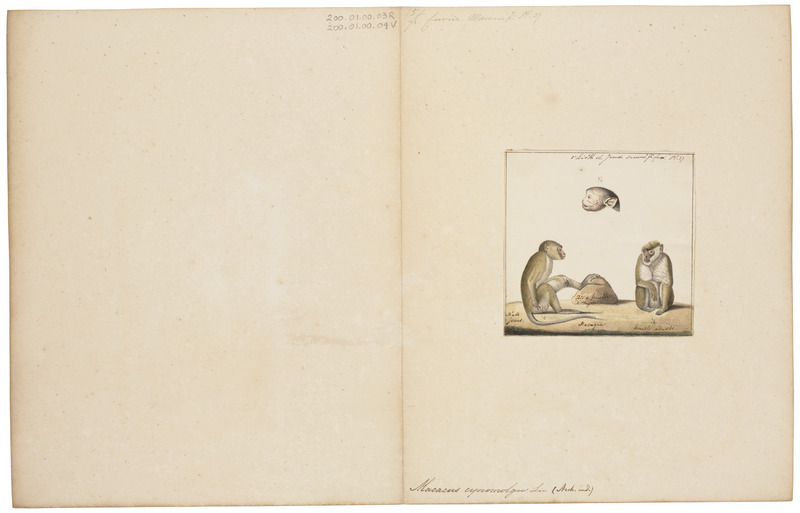 Macacus cynomolgus - 1829-1867 - Print - Iconographia Zoologica - Special Collections University of Amsterdam - UBA01 IZ20000004.jpg