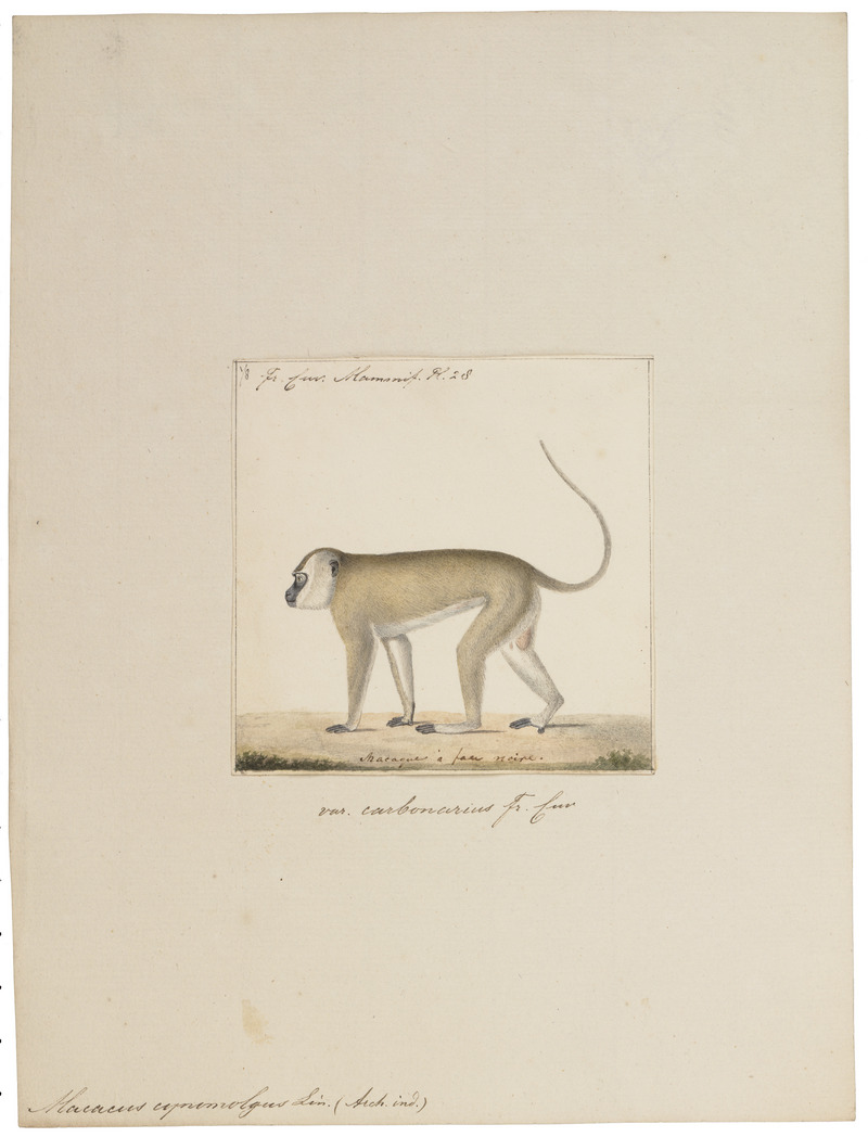 Macacus cynomolgus - 1829-1867 - Print - Iconographia Zoologica - Special Collections University of Amsterdam - UBA01 IZ20000013.jpg