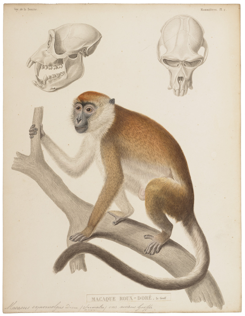 Macacus cynomolgus - 1841-1852 - Print - Iconographia Zoologica - Special Collections University of Amsterdam - UBA01 IZ20000017.jpg