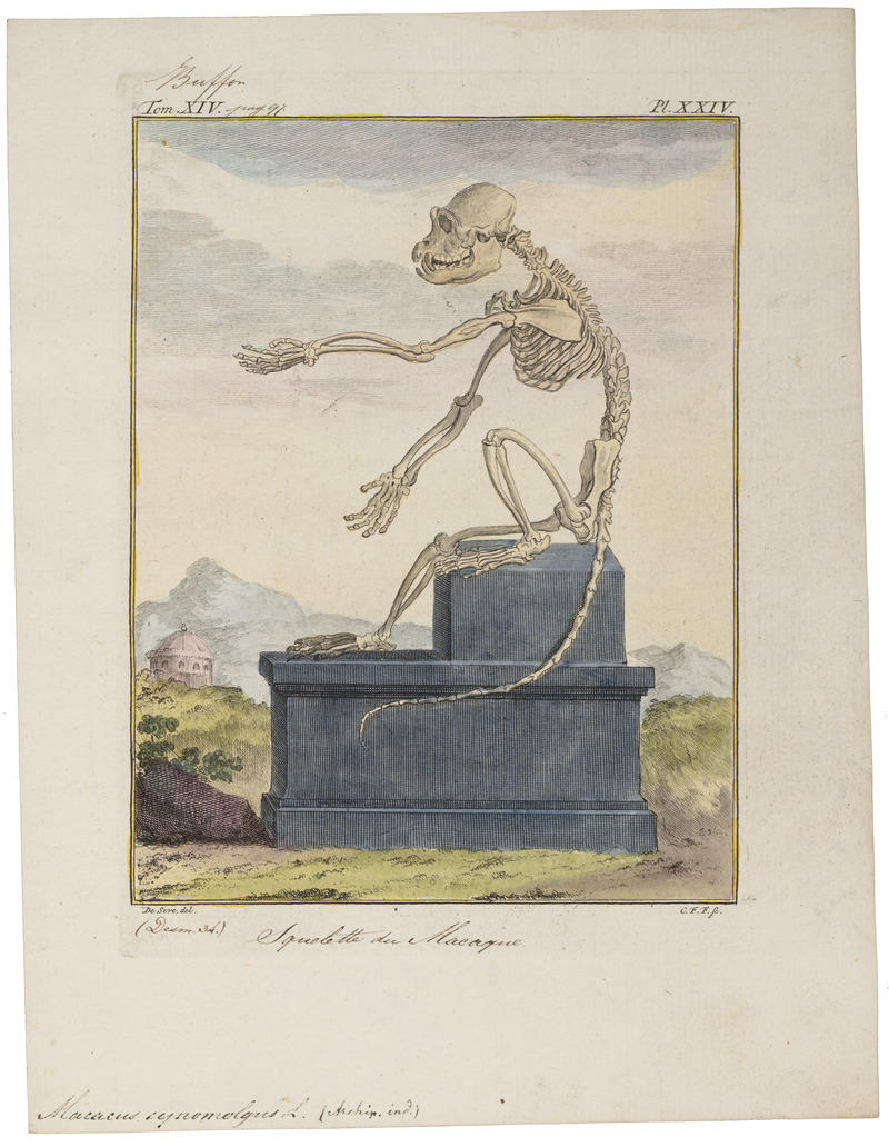 Macacus cynomolgus - skelet - 1700-1880 - Print - Iconographia Zoologica - Special Collections University of Amsterdam - UBA01 IZ20000007.jpg