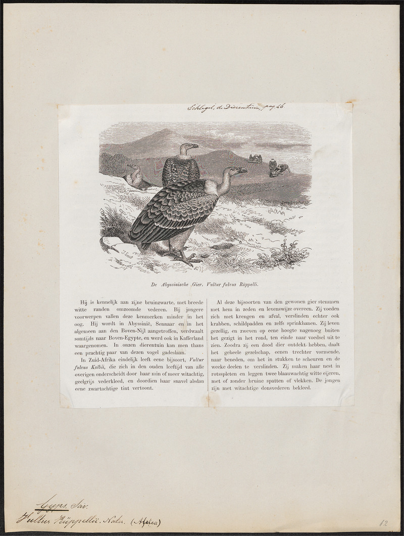Gyps rüppellii - 1872 - Print - Iconographia Zoologica - Special Collections University of Amsterdam - UBA01 IZ18100087.jpg