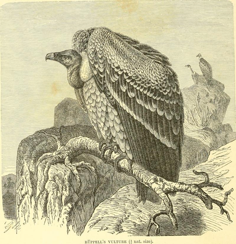 The royal natural history (1893) (14784510502).jpg